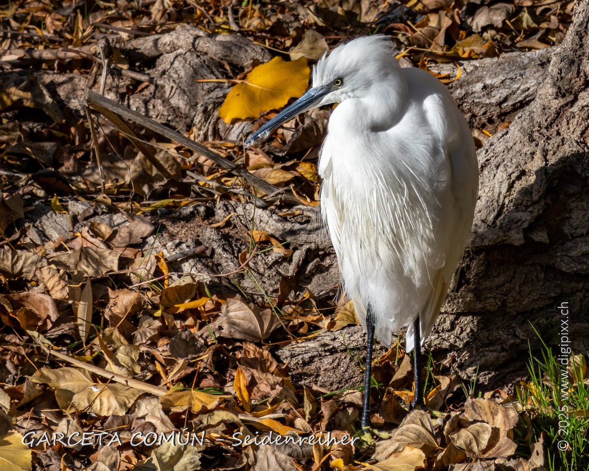 לבנית קטנה - ML646890993