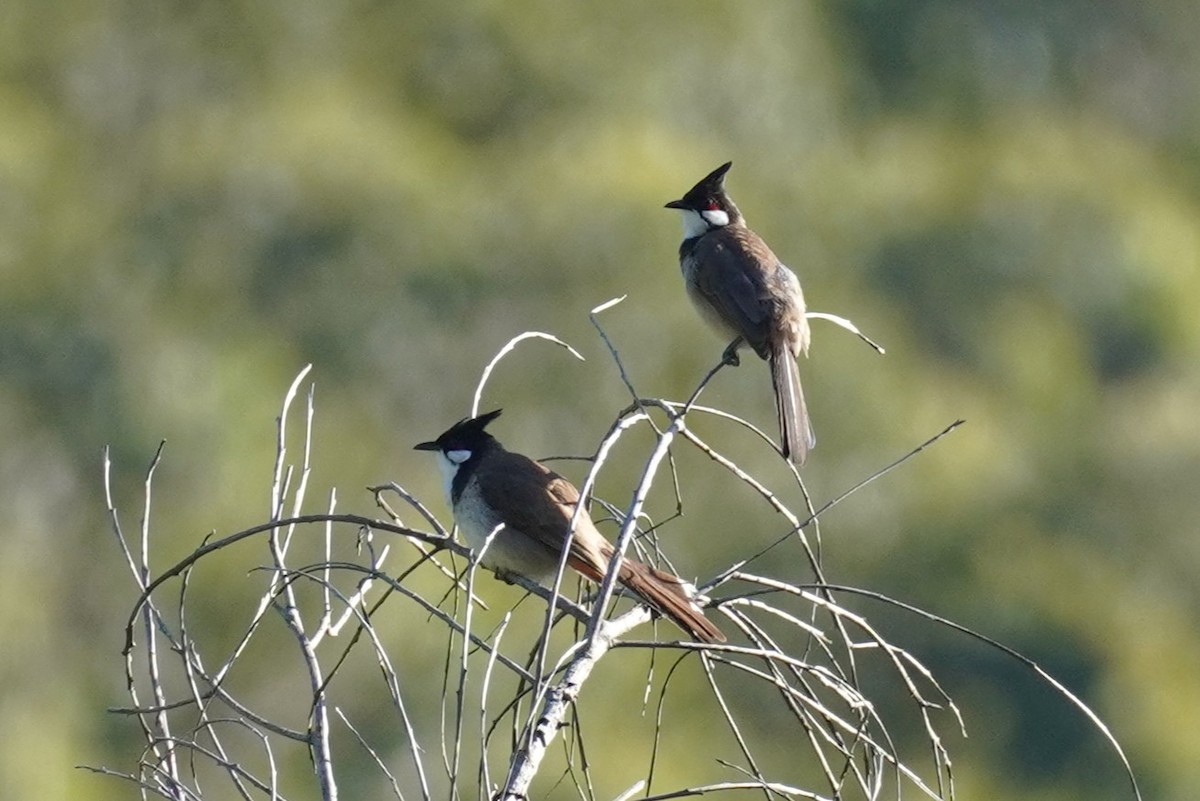 בולבול אדום-שפם - ML646890994