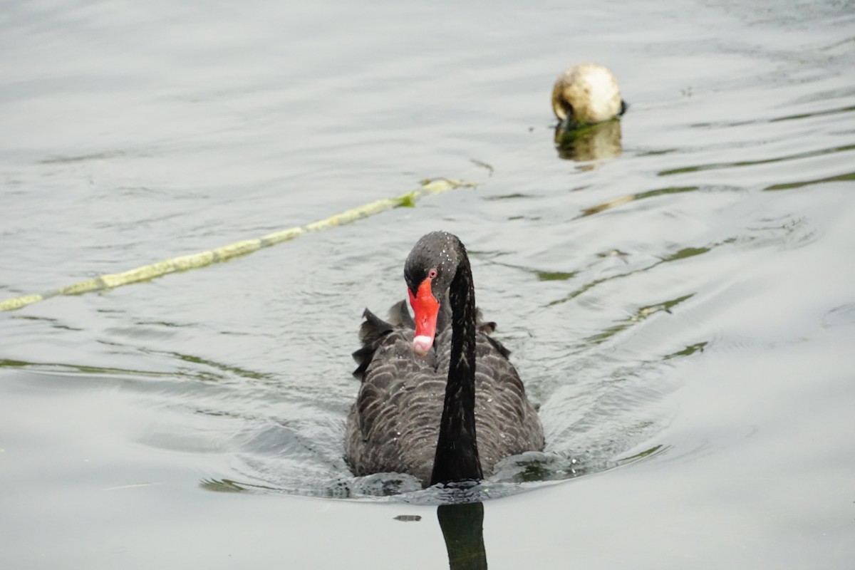 ברבור שחור - ML646890995