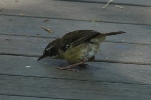 White-browed Scrubwren - ML646890996