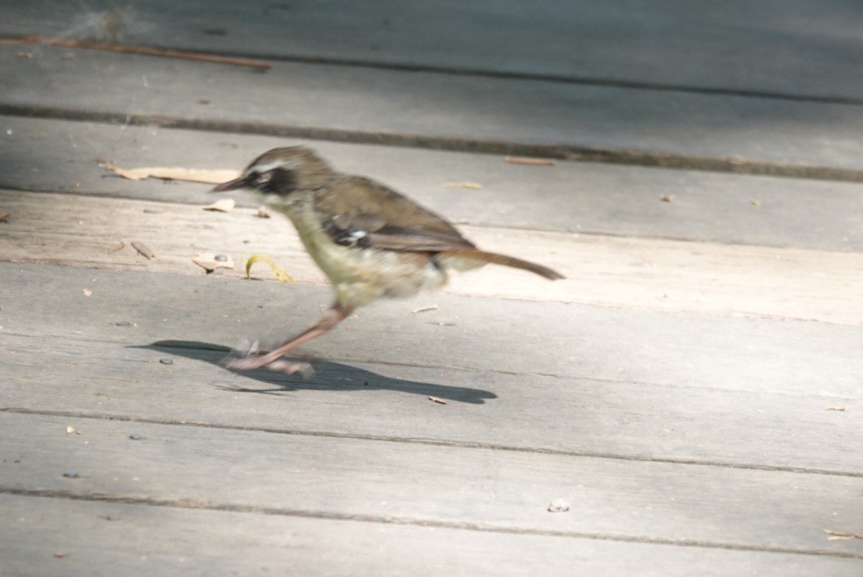 White-browed Scrubwren - ML646890997