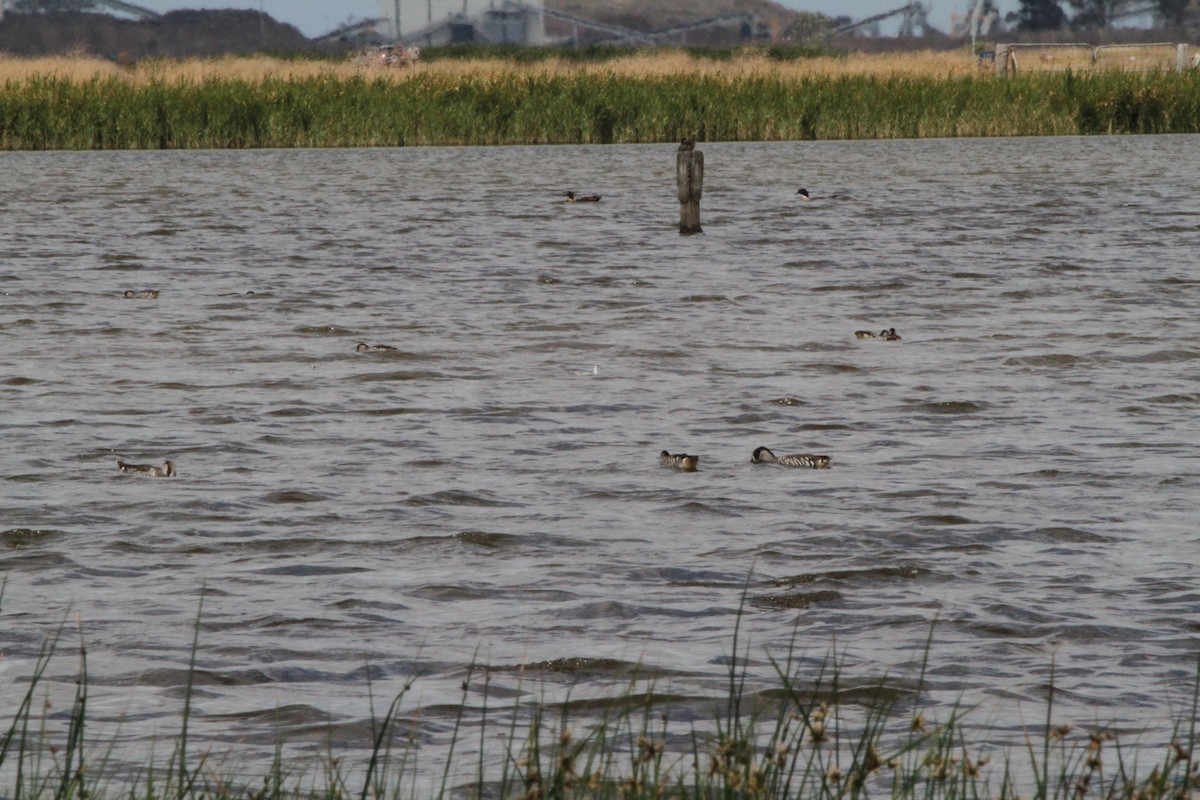 Odinshühnchen - ML646890999