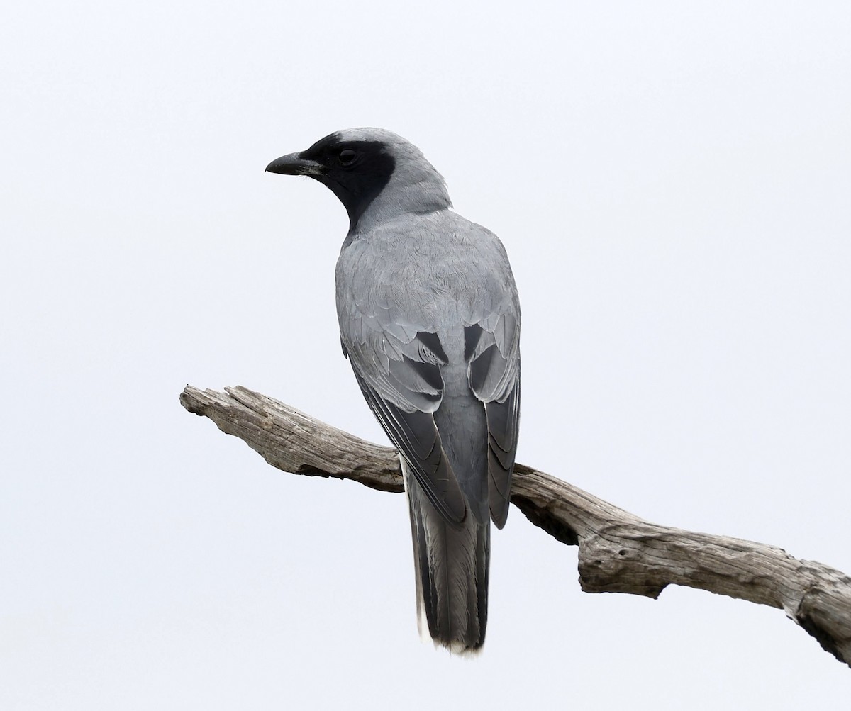 Black-faced Cuckooshrike - ML646891000