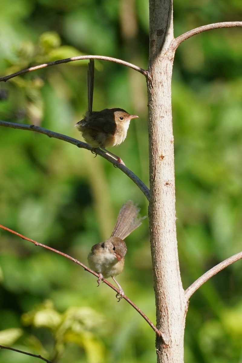 Red-backed Fairywren - ML646891001