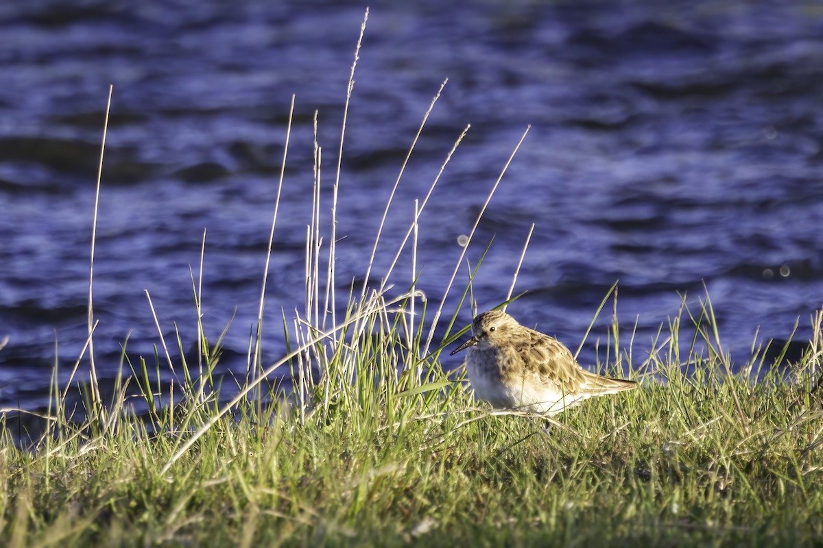 Bairdstrandläufer - ML646891002