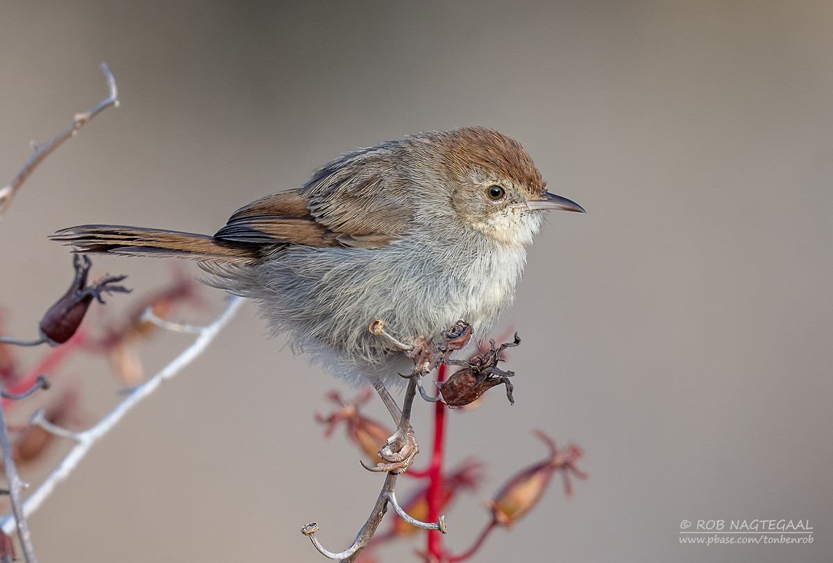 Gray-backed Cisticola - ML646891003