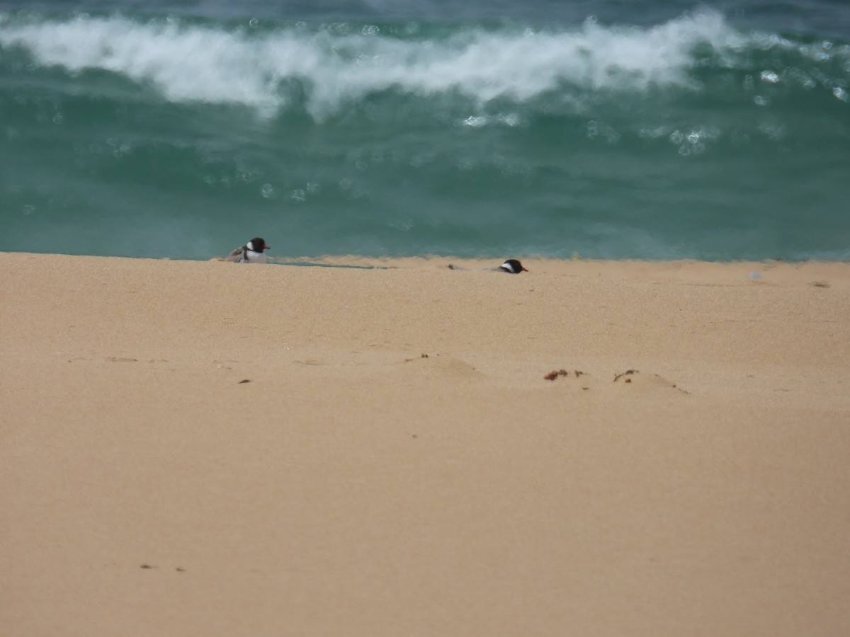 ズグロチドリ - ML646891006