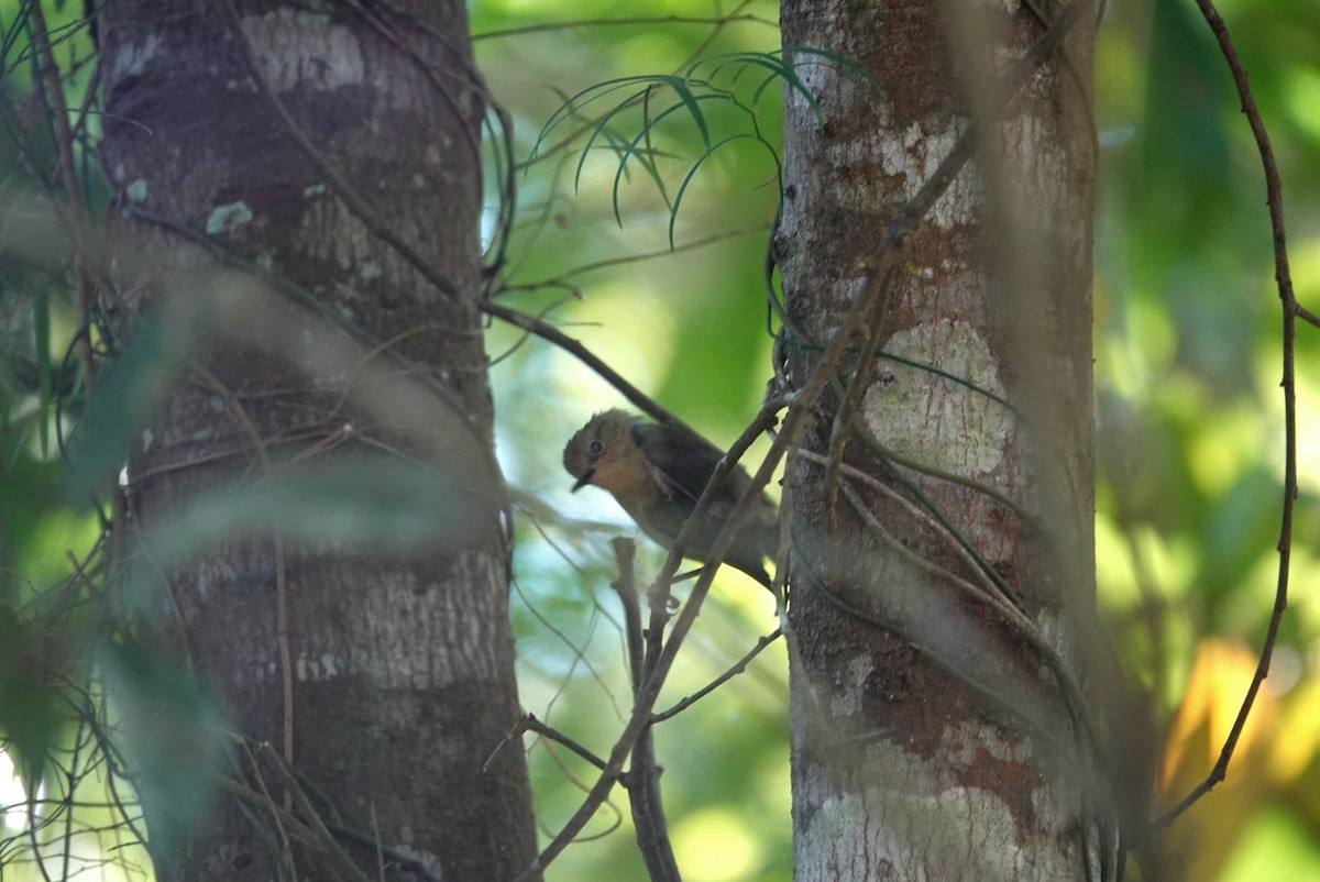 Sedosito Picudo - ML646891008