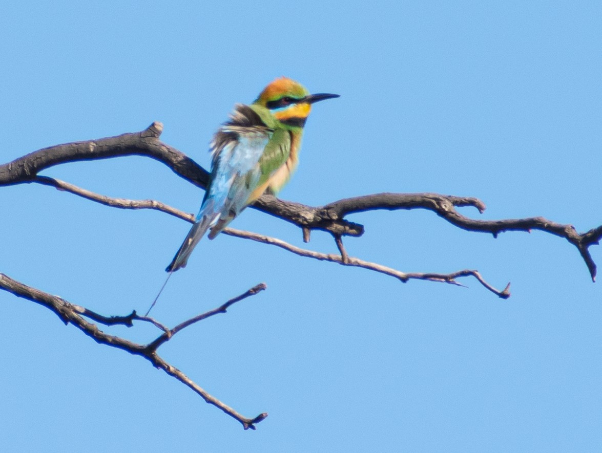 Gökkuşağı Arıkuşu - ML646891009