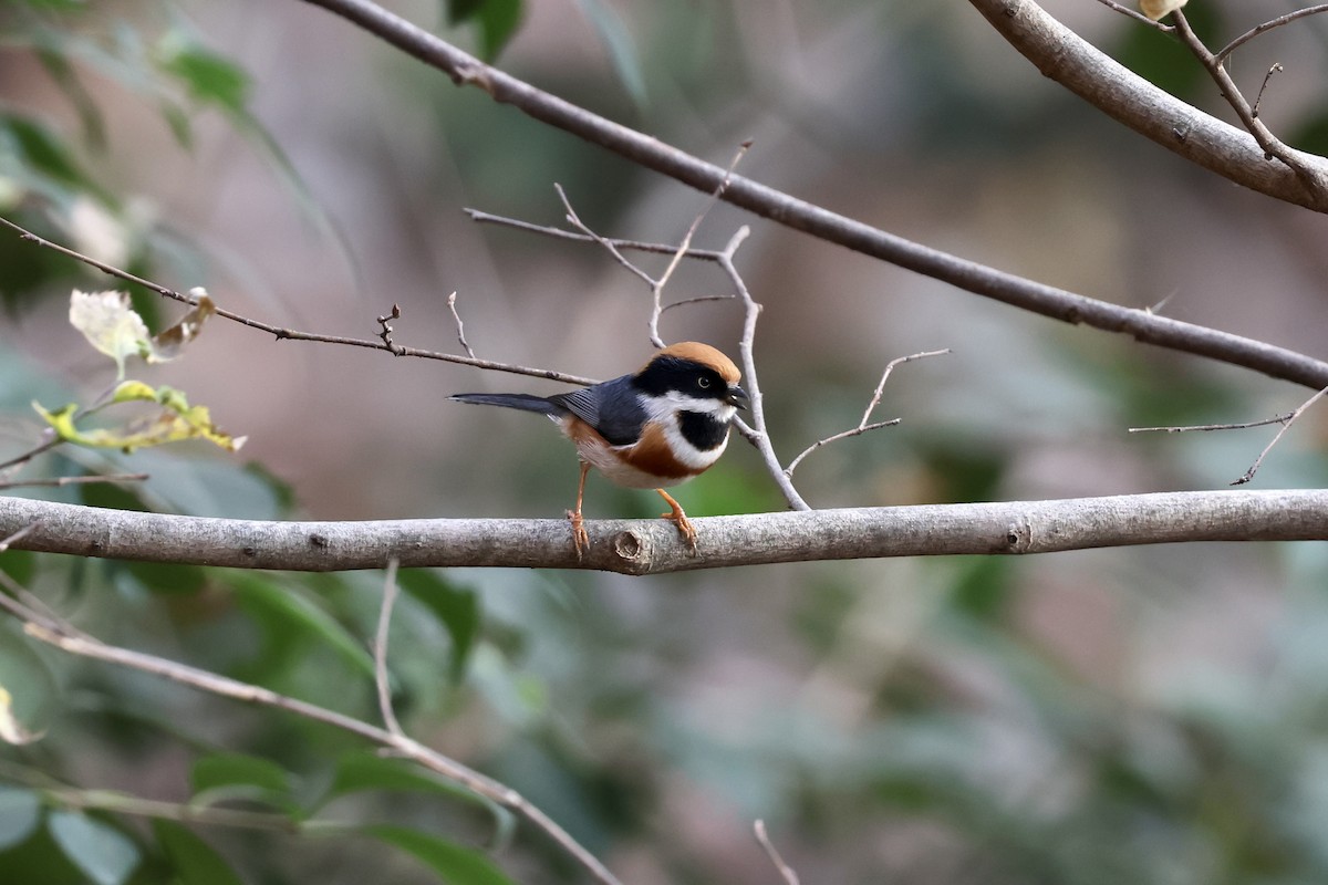 Schwarzkehl-Schwanzmeise - ML646891010