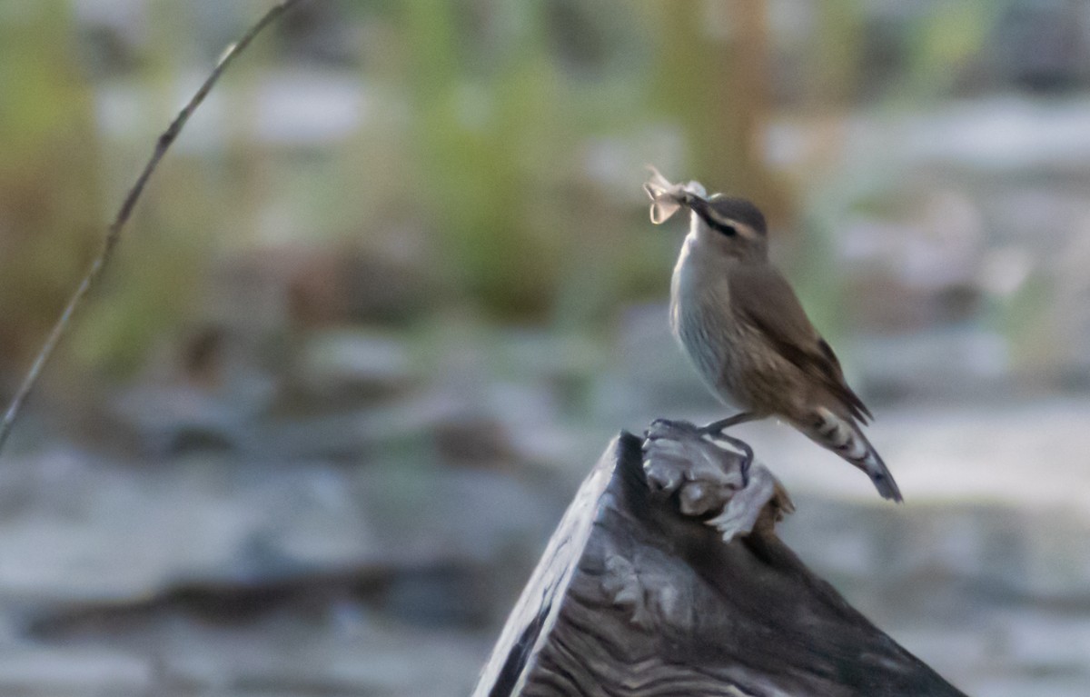Weißbrauen-Baumrutscher - ML646891011