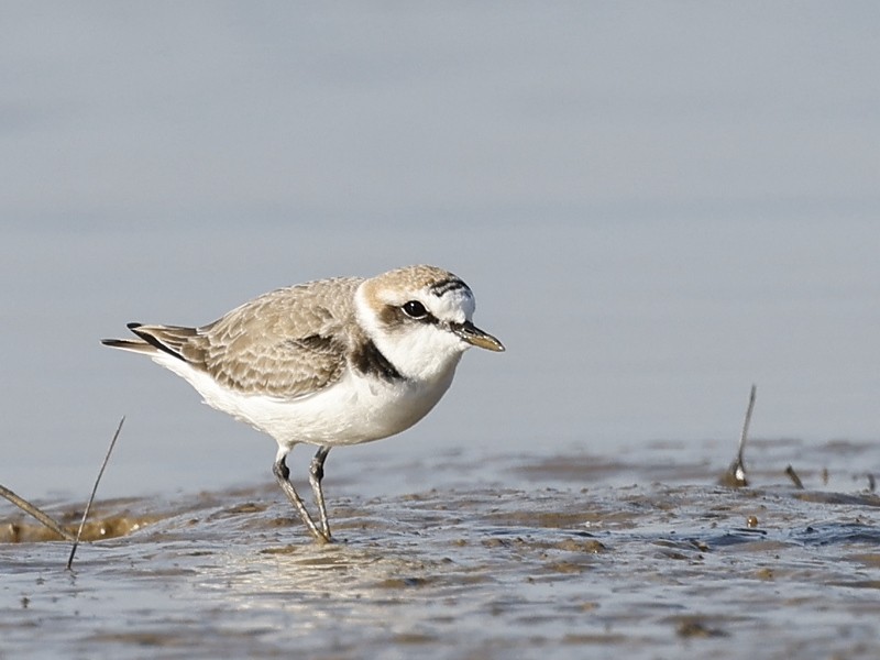 Seeregenpfeifer (alexandrinus/nihonensis) - ML646891012