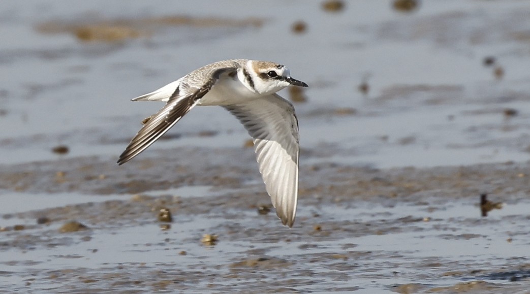 Seeregenpfeifer (alexandrinus/nihonensis) - ML646891013