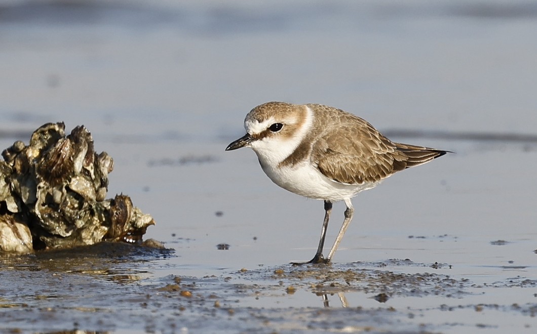 Seeregenpfeifer (alexandrinus/nihonensis) - ML646891014
