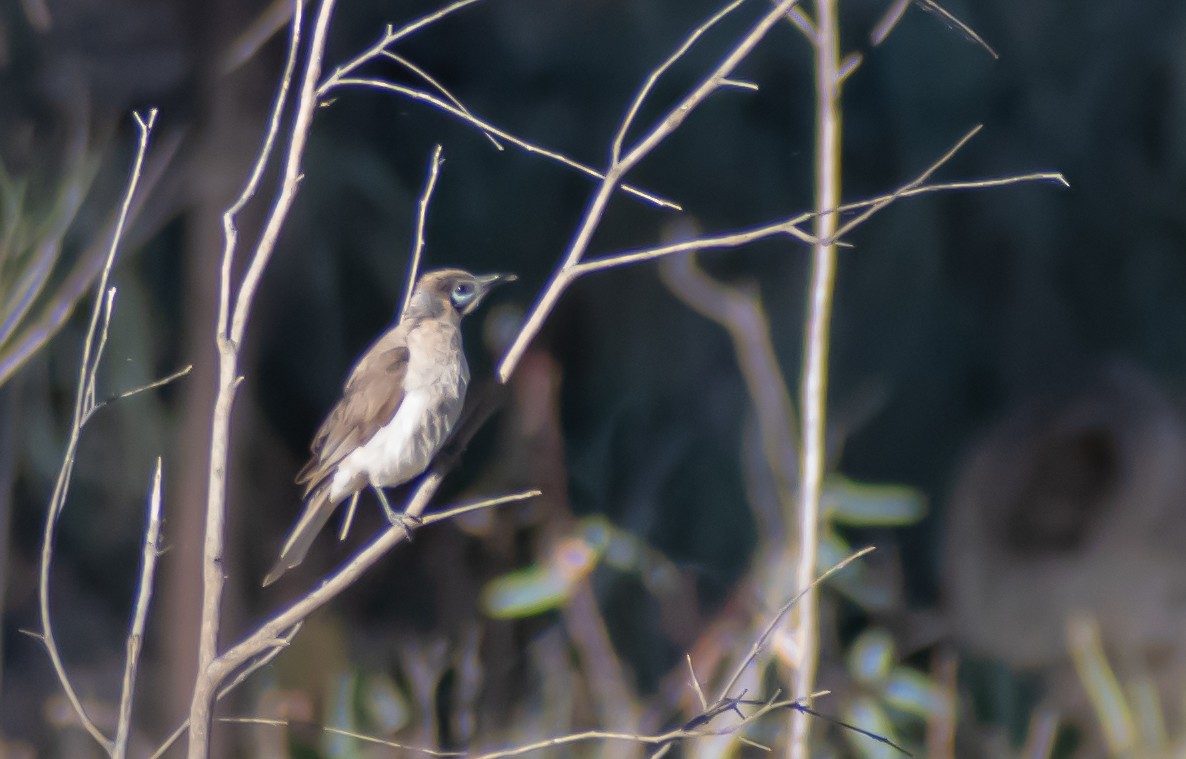 Glattstirn-Lederkopf - ML646891016