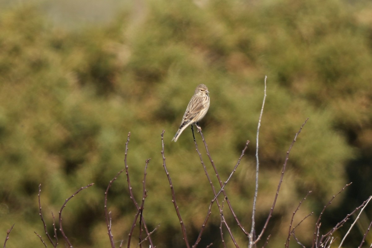 Bluthänfling - ML646891017