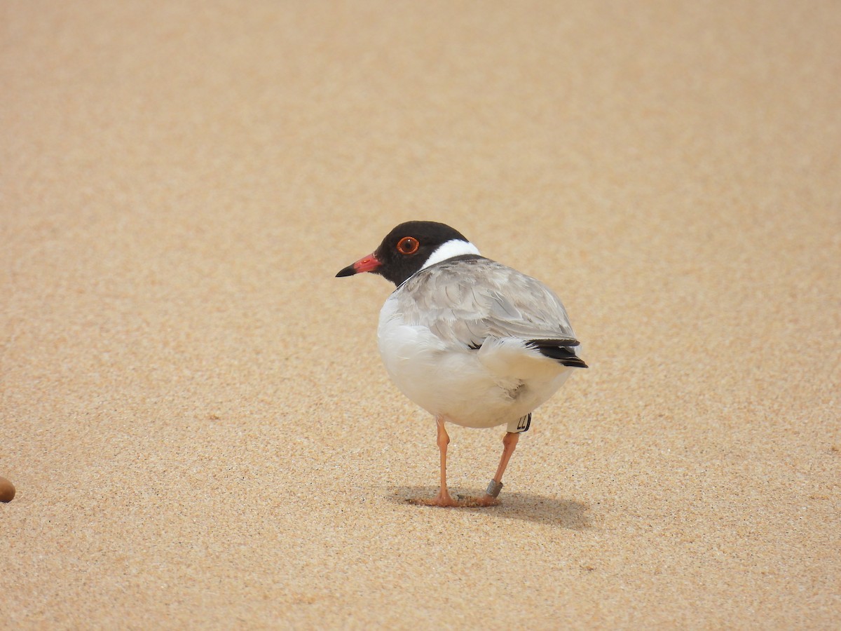 Kappenregenpfeifer - ML646891018