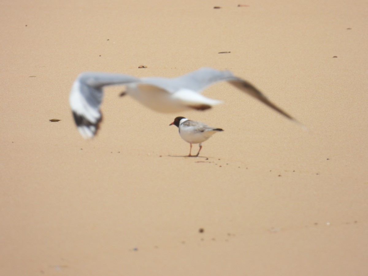 Kappenregenpfeifer - ML646891019