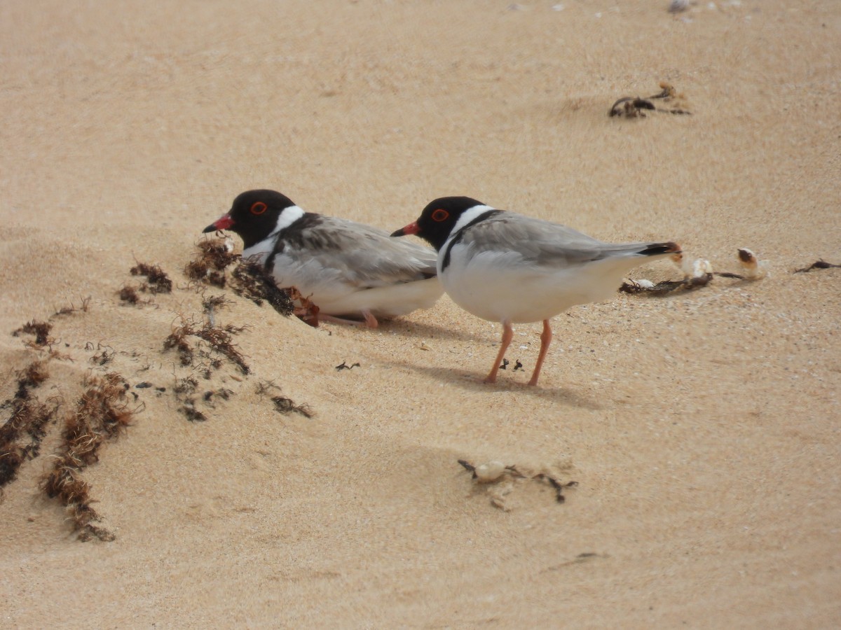 Kappenregenpfeifer - ML646891020