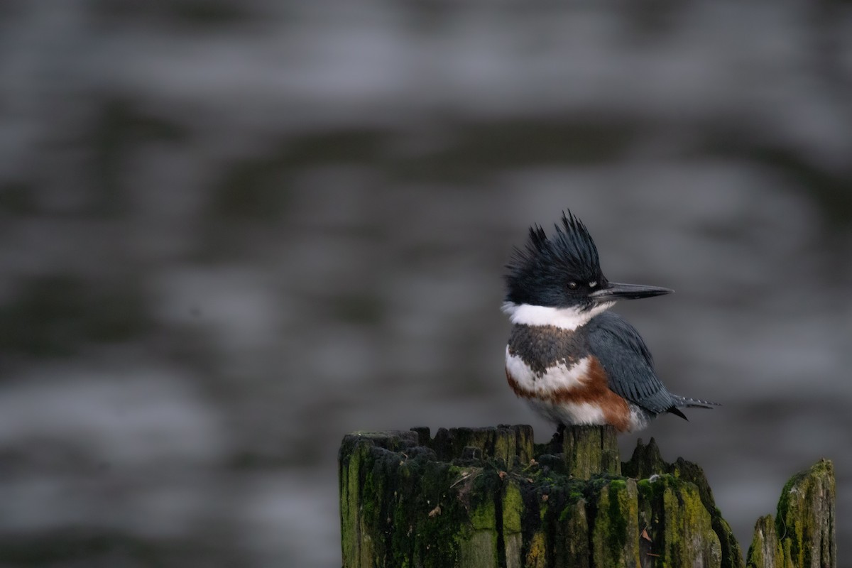 Gürtelfischer - ML646891022