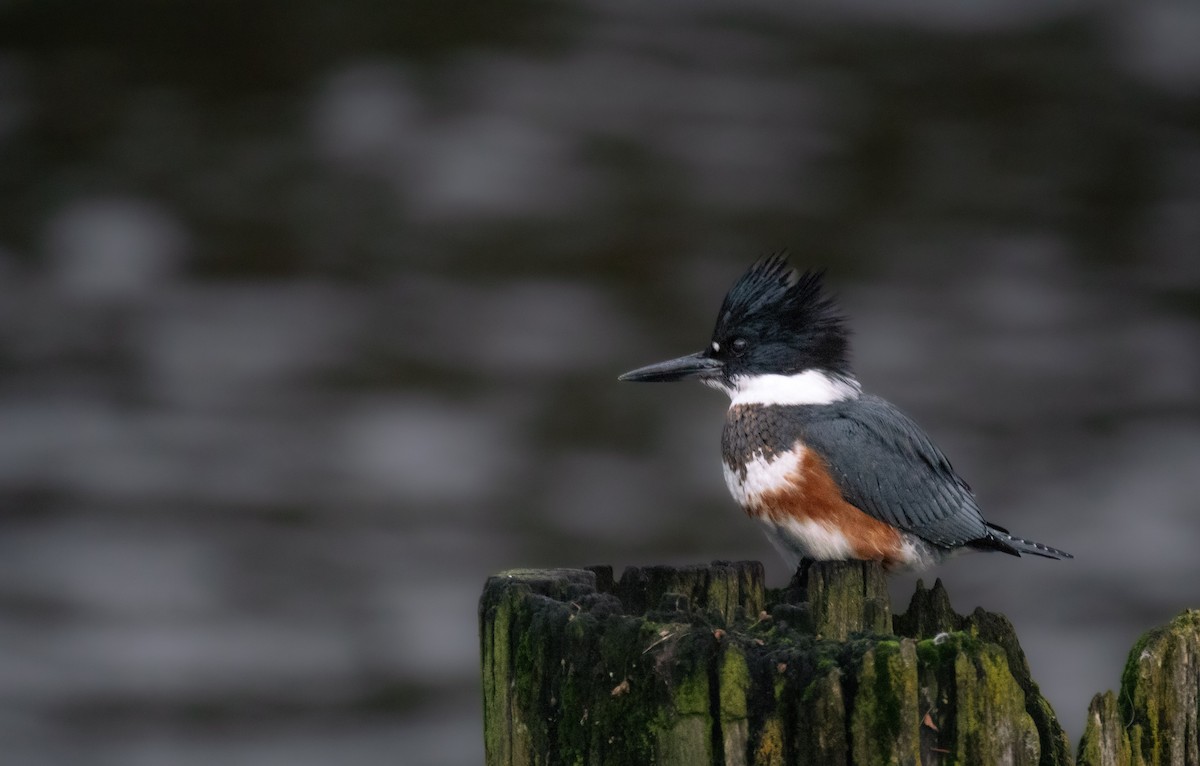 Gürtelfischer - ML646891023