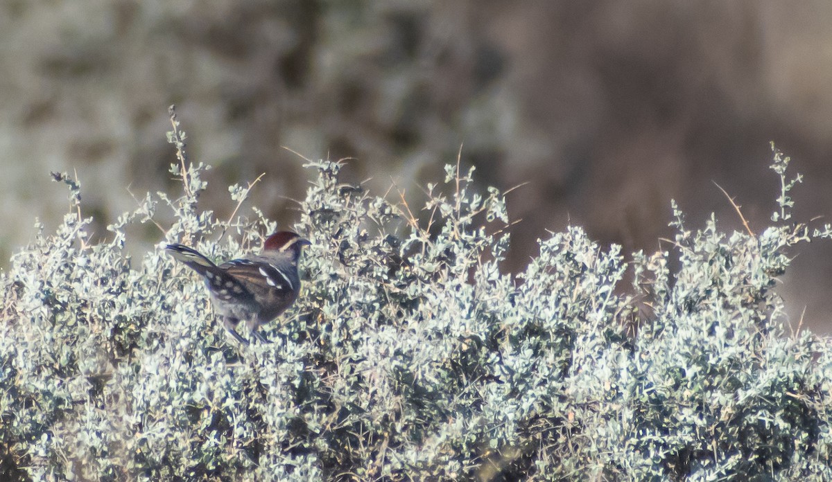 Rotscheitelsäbler - ML646891026