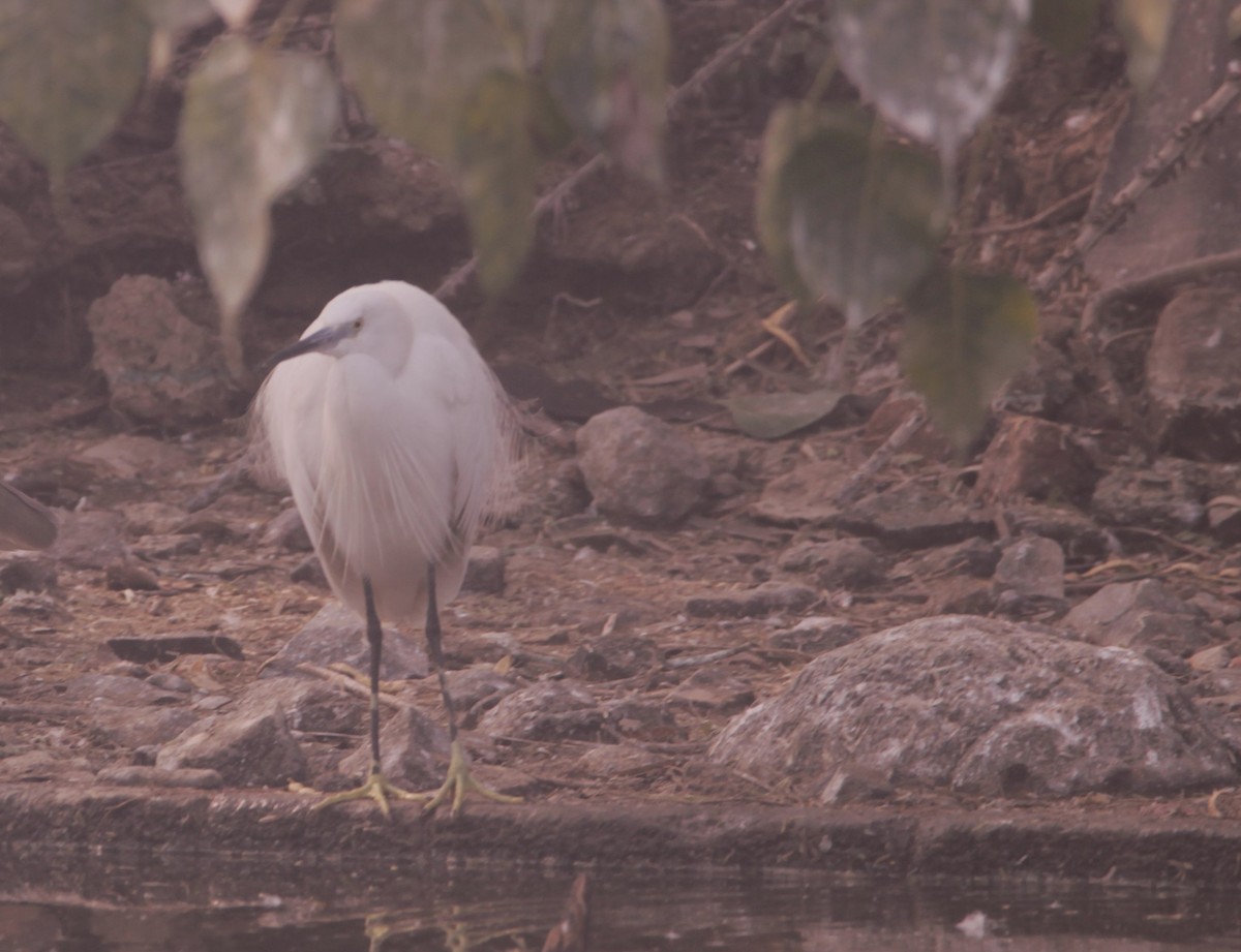 Seidenreiher - ML646891027