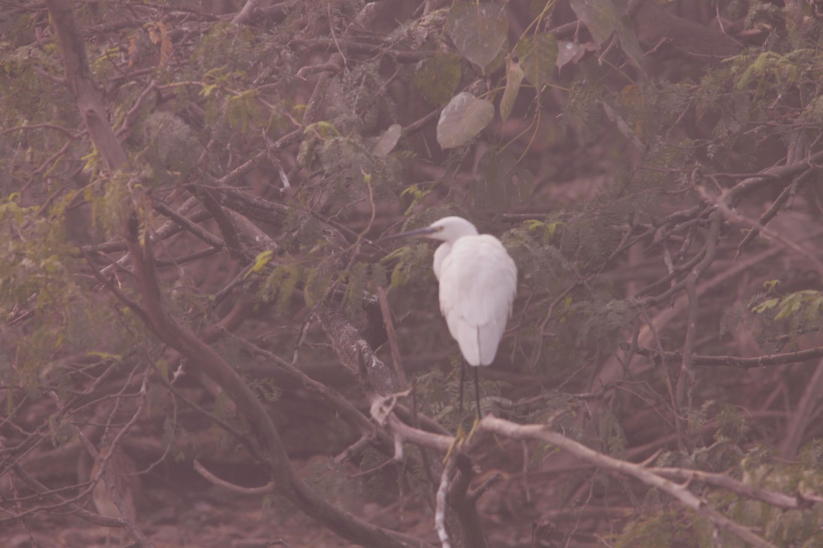 Seidenreiher - ML646891028