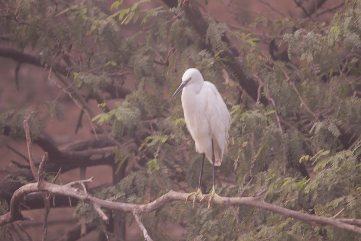 Seidenreiher - ML646891029