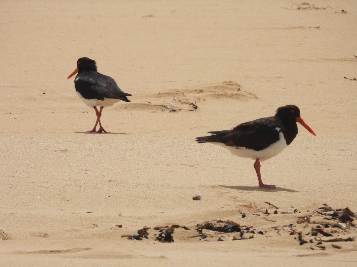 Australausternfischer - ML646891030