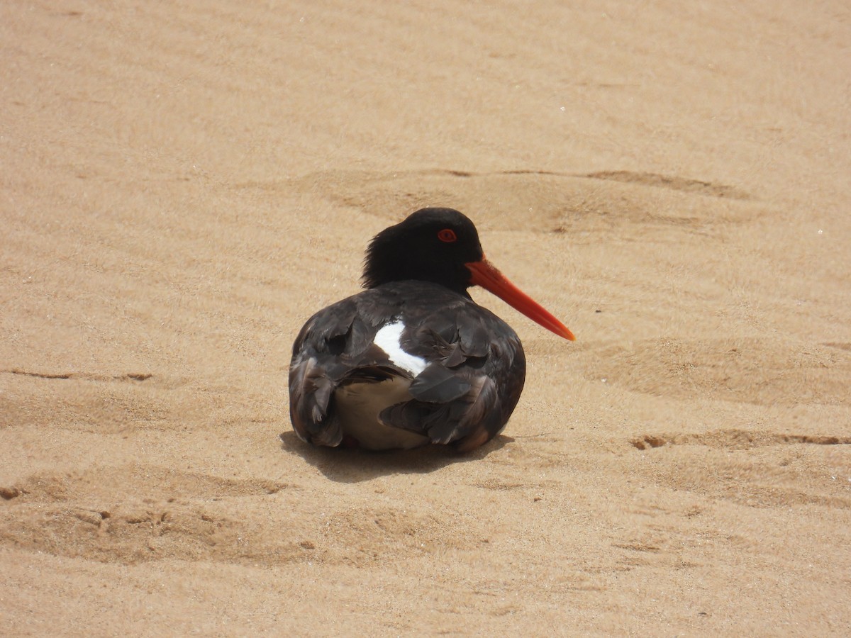 Australausternfischer - ML646891032