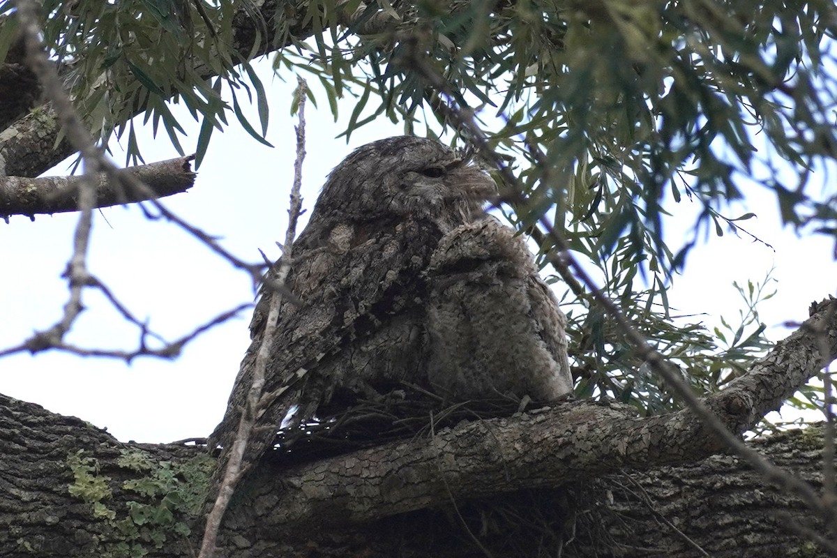 Eulenschwalm - ML646891034