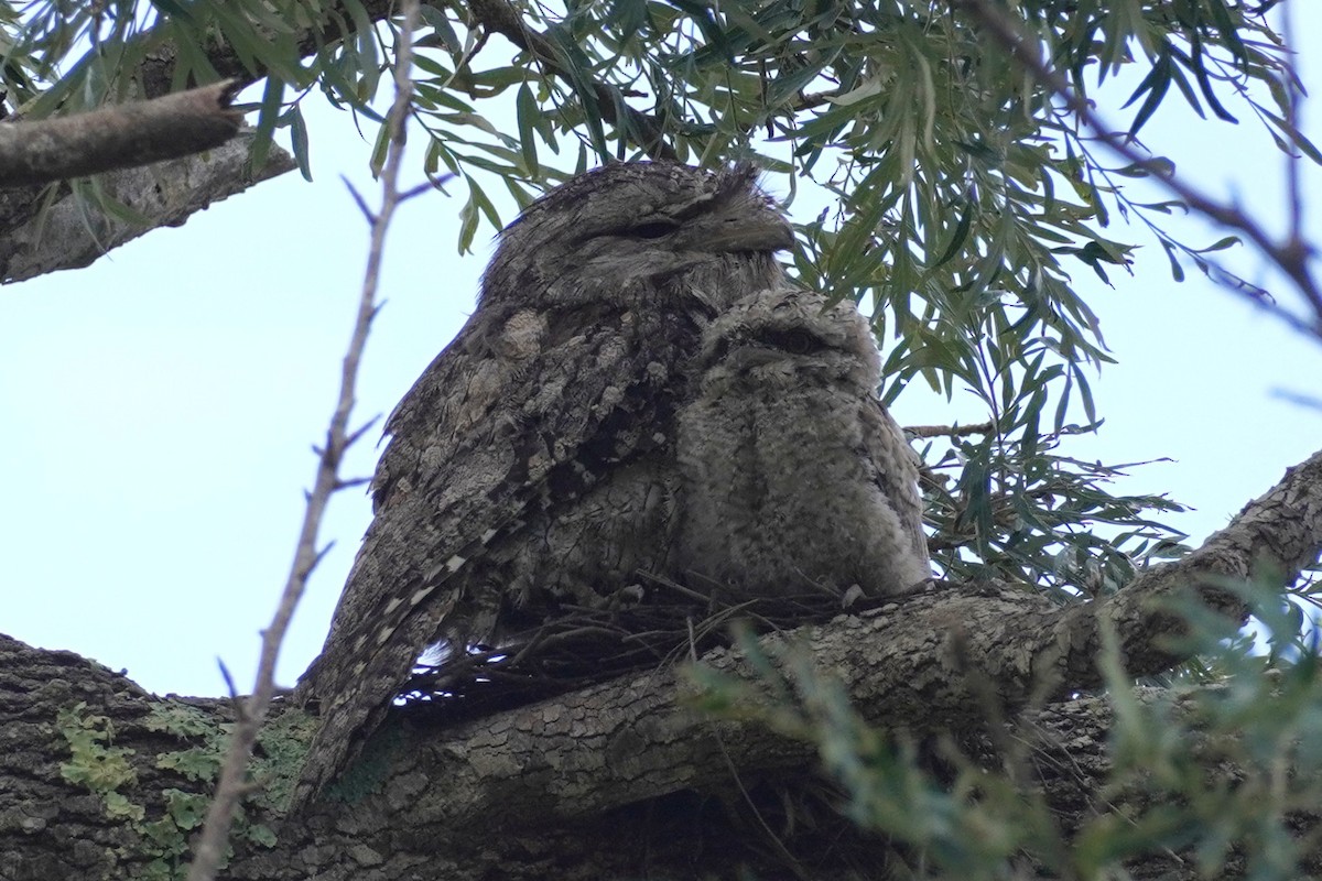 Eulenschwalm - ML646891035