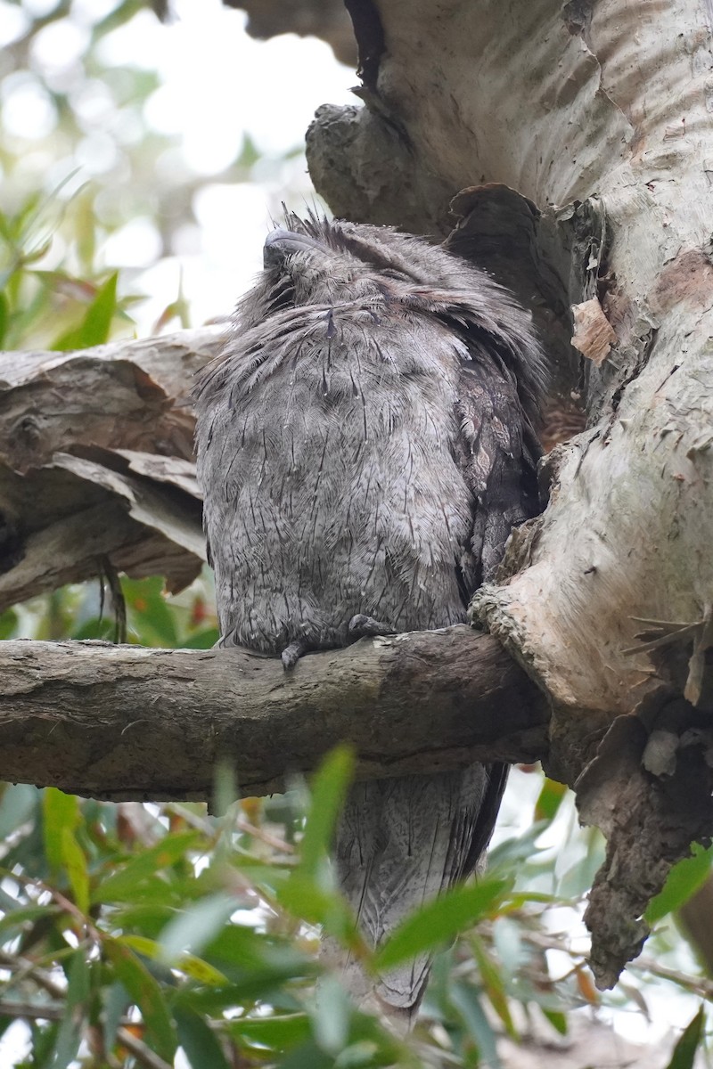 Eulenschwalm - ML646891036