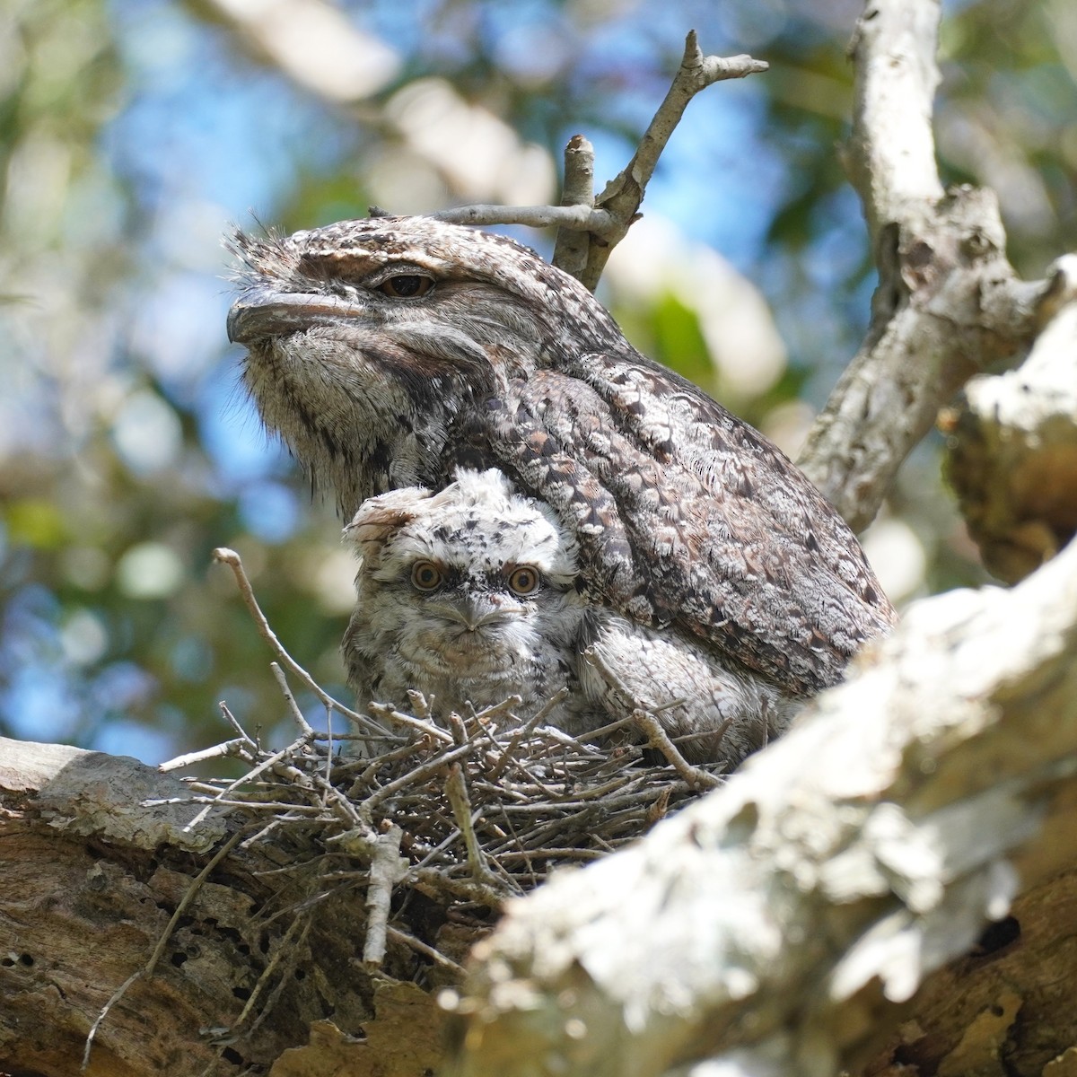 Eulenschwalm - ML646891037