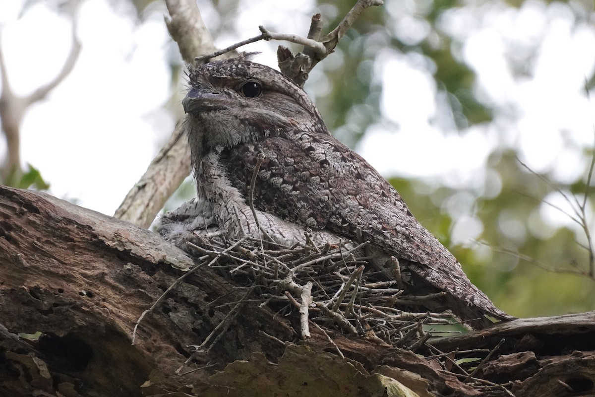 Eulenschwalm - ML646891038