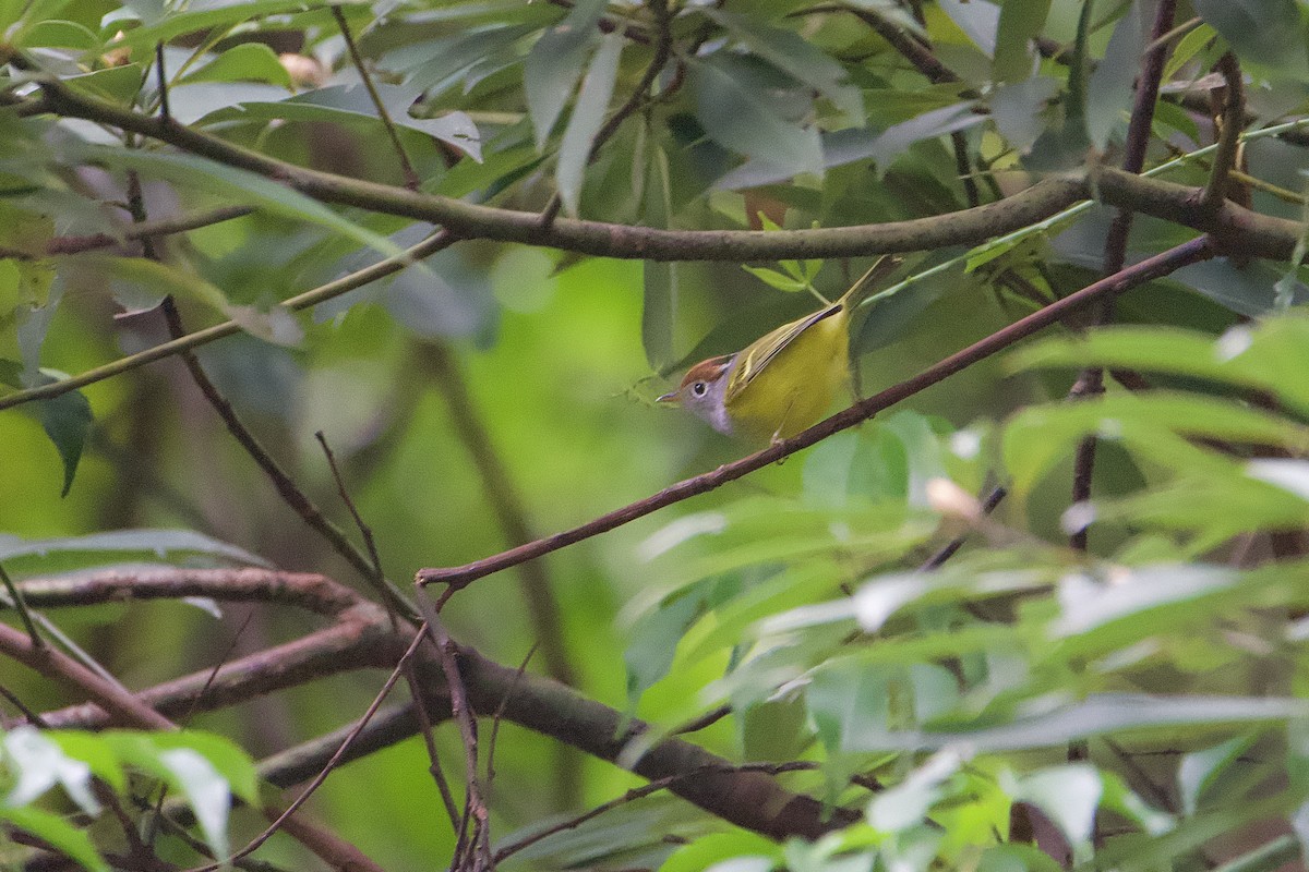 Chestnut-crowned Warbler - ML646891039