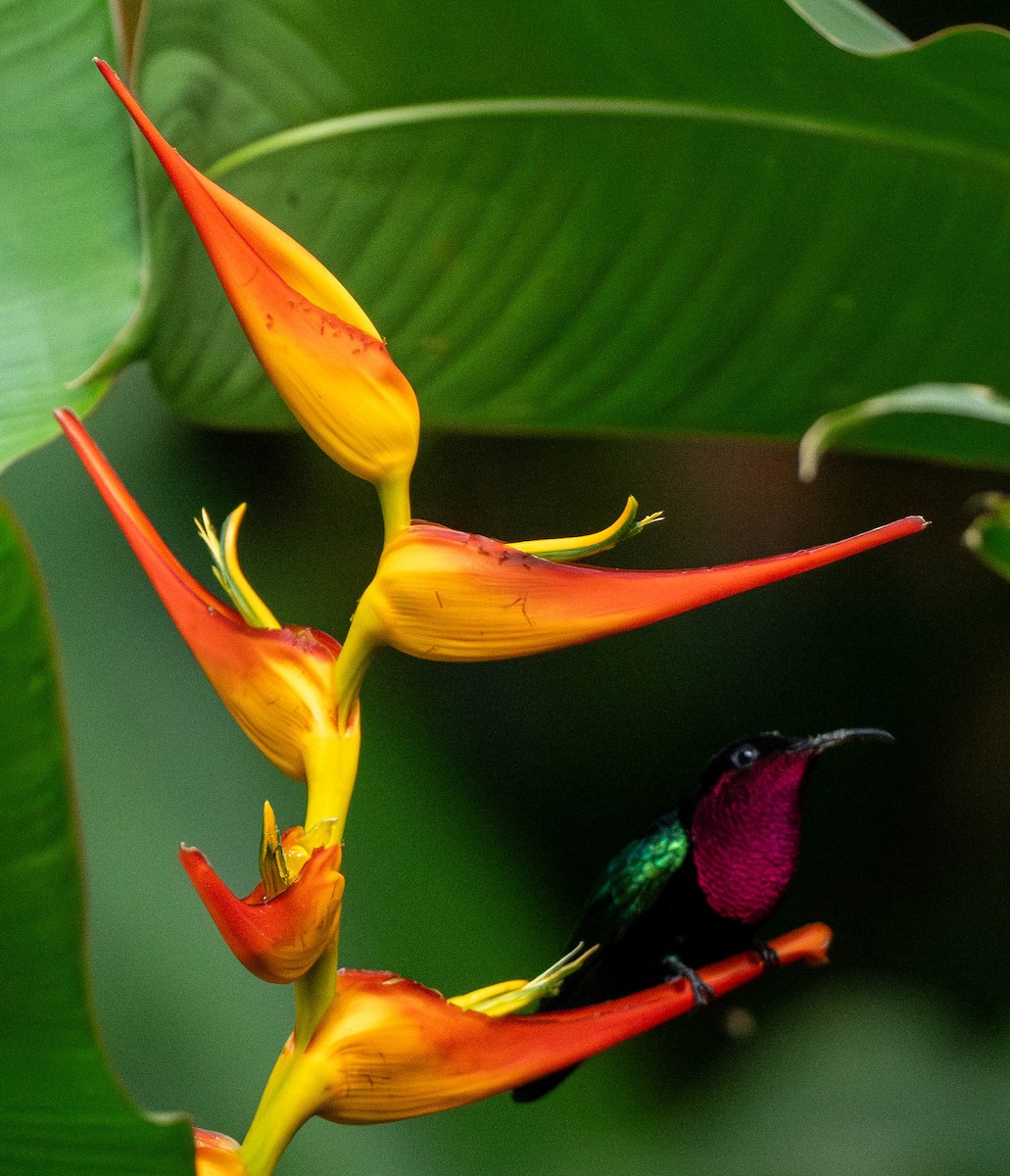 Purpurkehl-Antillenkolibri - ML646891040