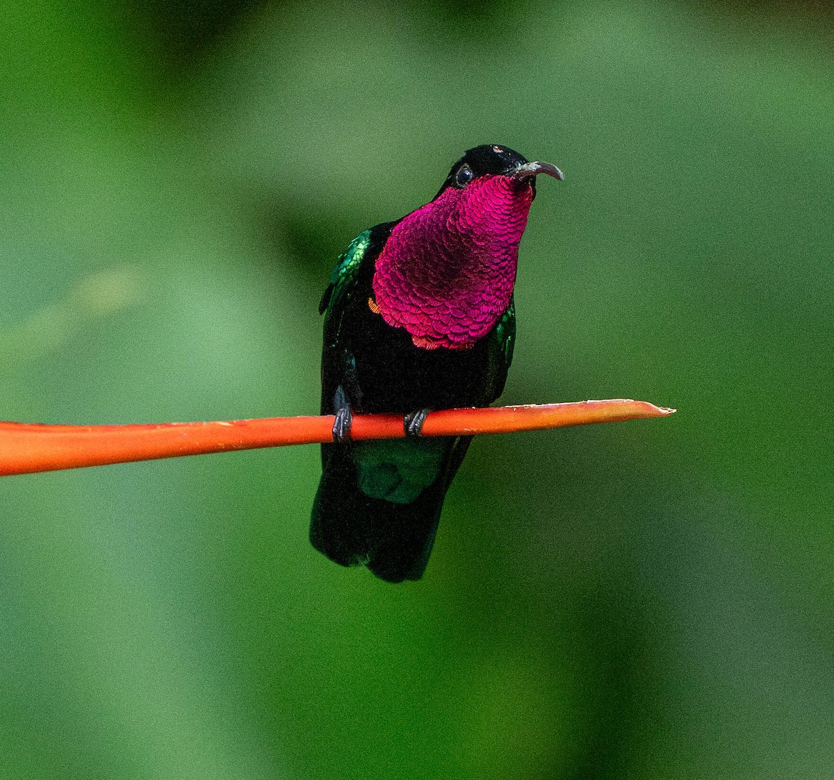 Purpurkehl-Antillenkolibri - ML646891041