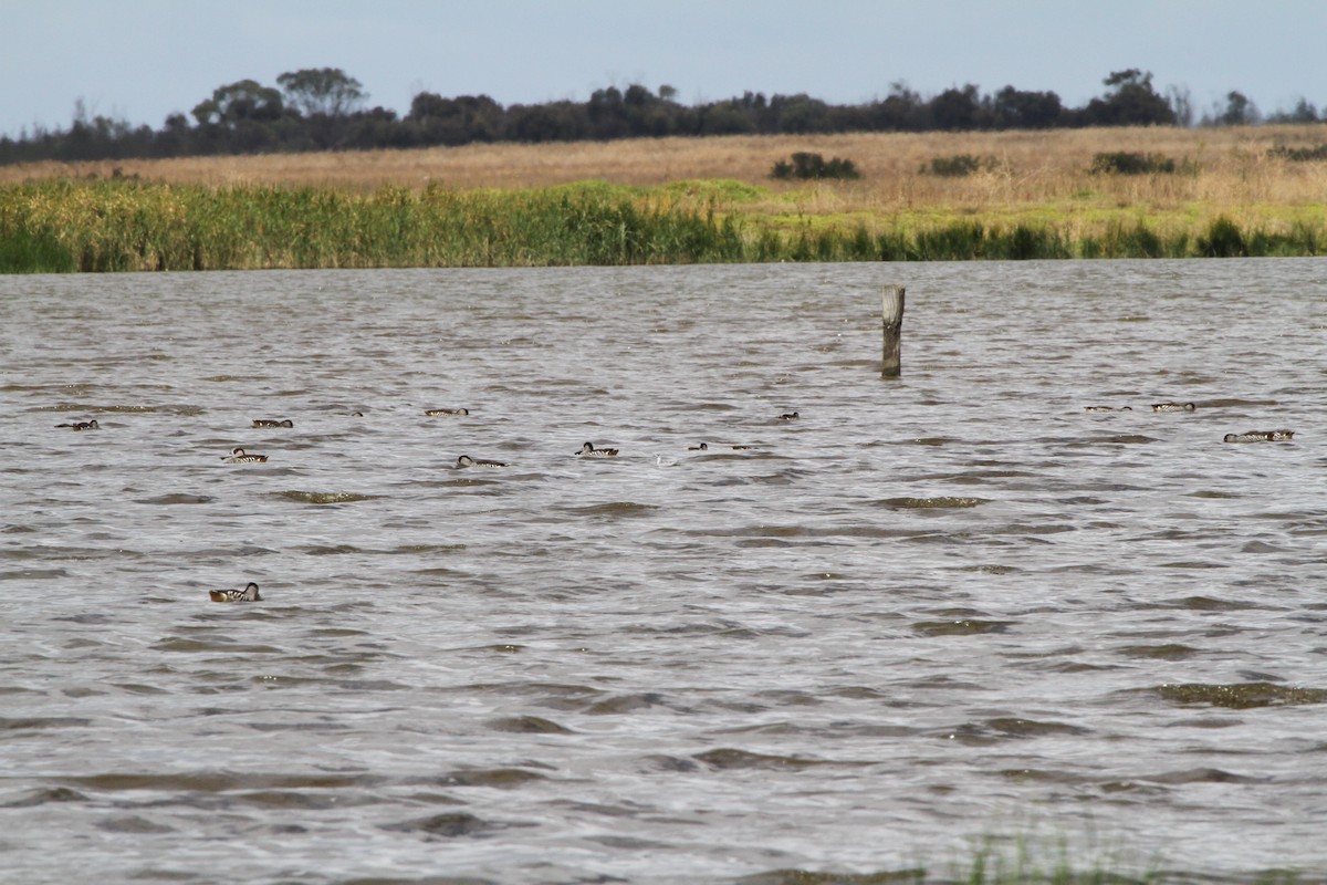 Odinshühnchen - ML646891042