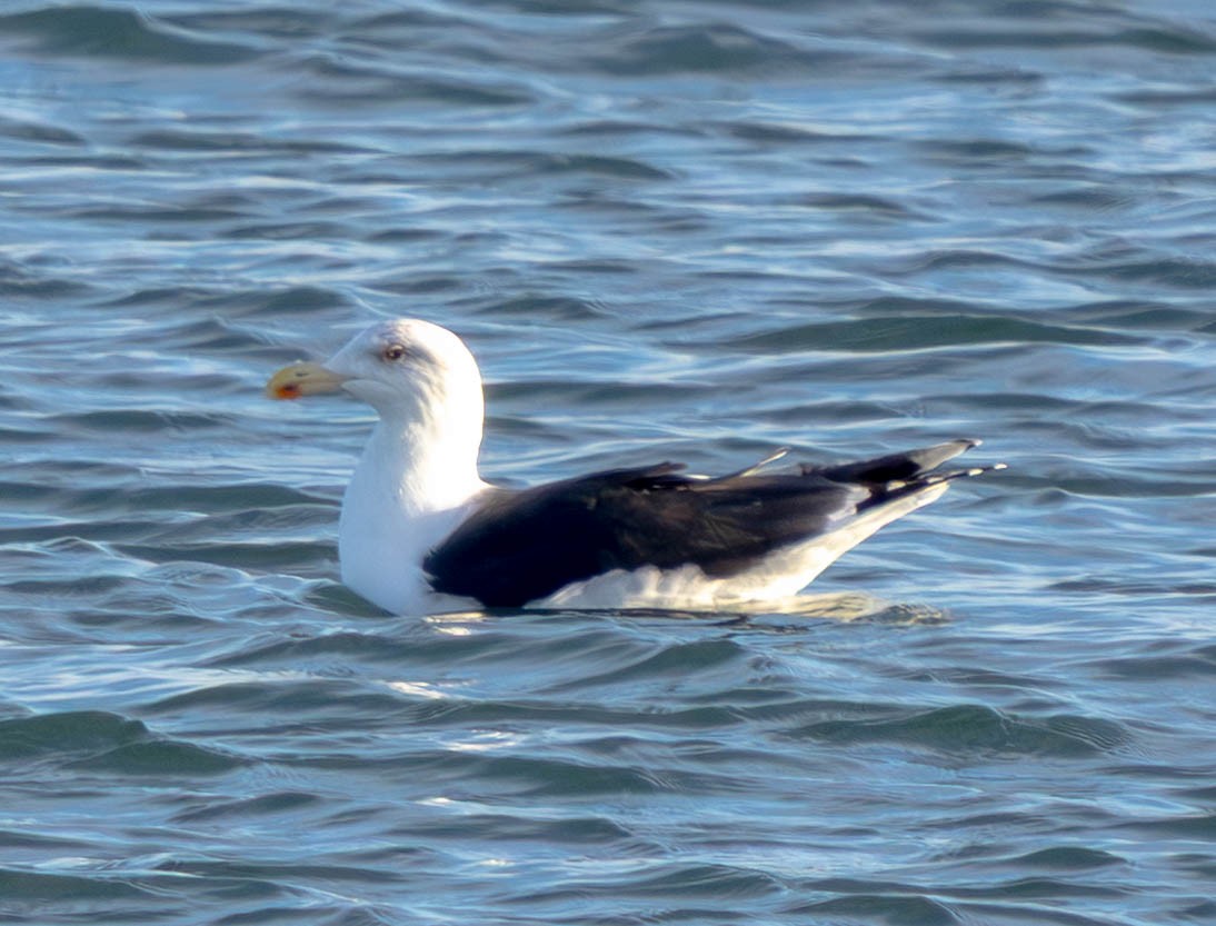Great Black-backed Gull - ML646891046