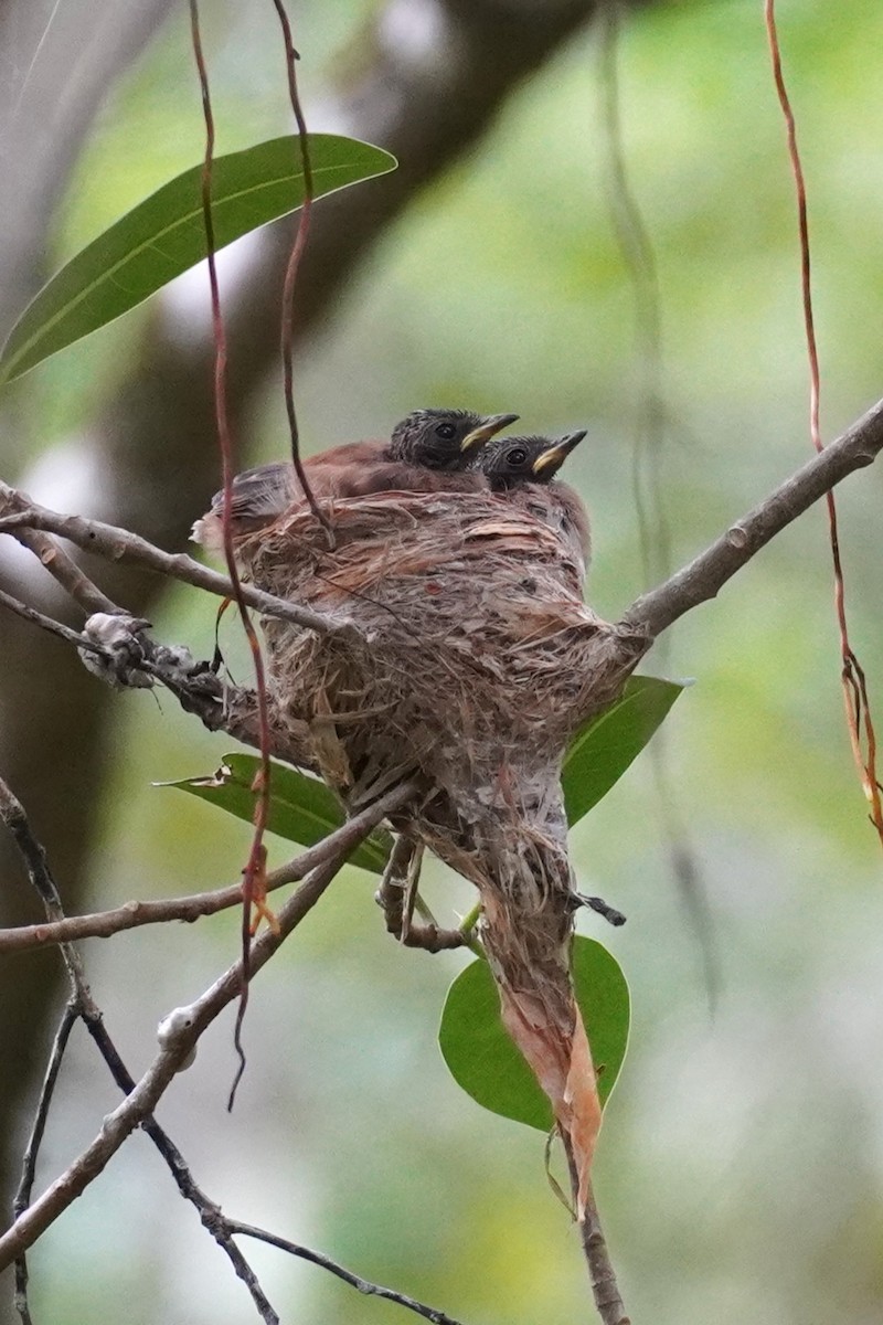 Abanico Rojizo - ML646891047