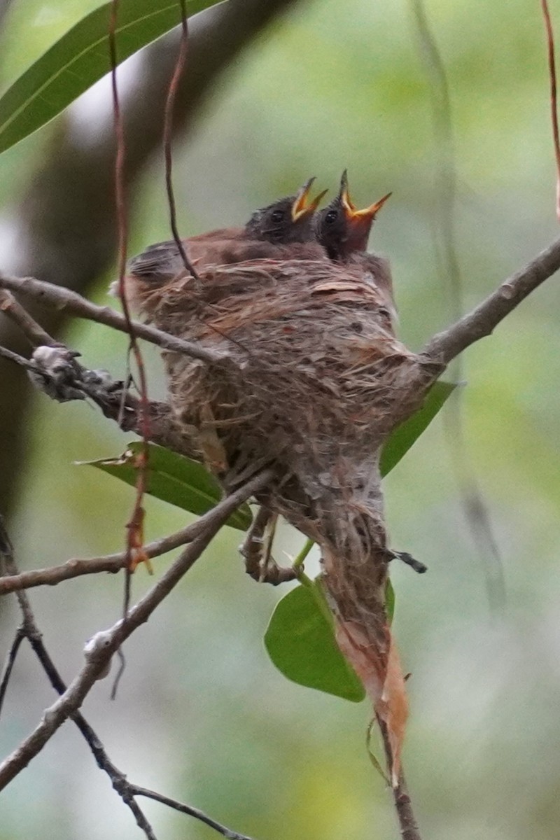 Abanico Rojizo - ML646891048