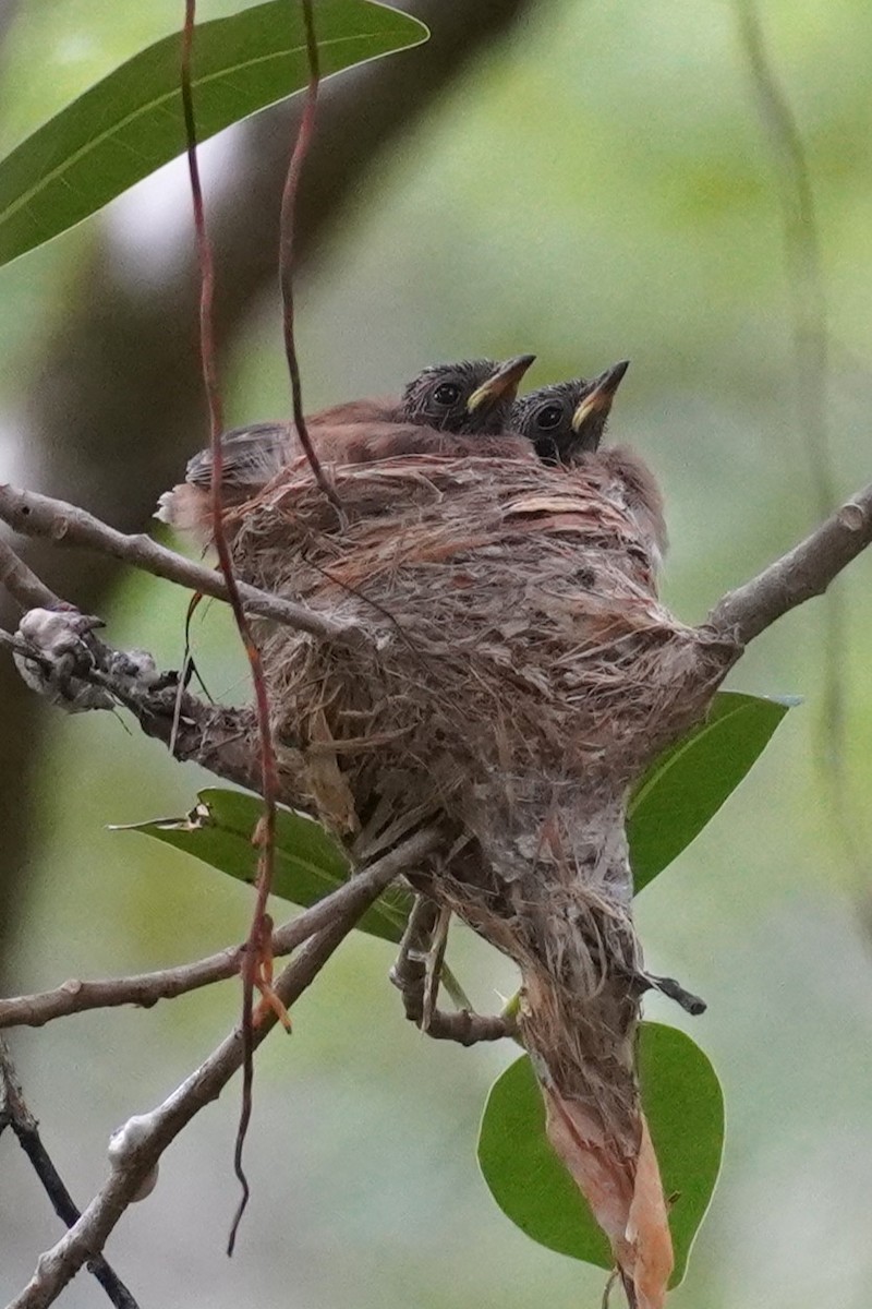 Abanico Rojizo - ML646891049