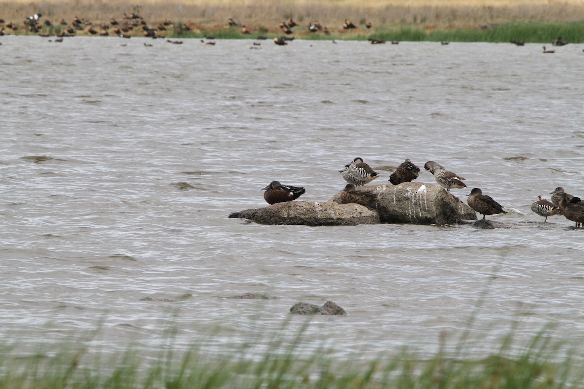 Австралийская широконоска - ML646891050