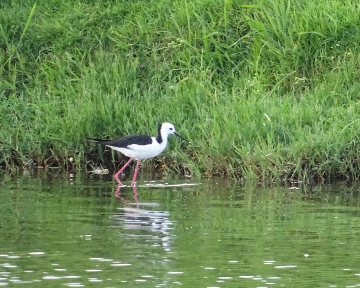 Pied Stilt - ML646891051