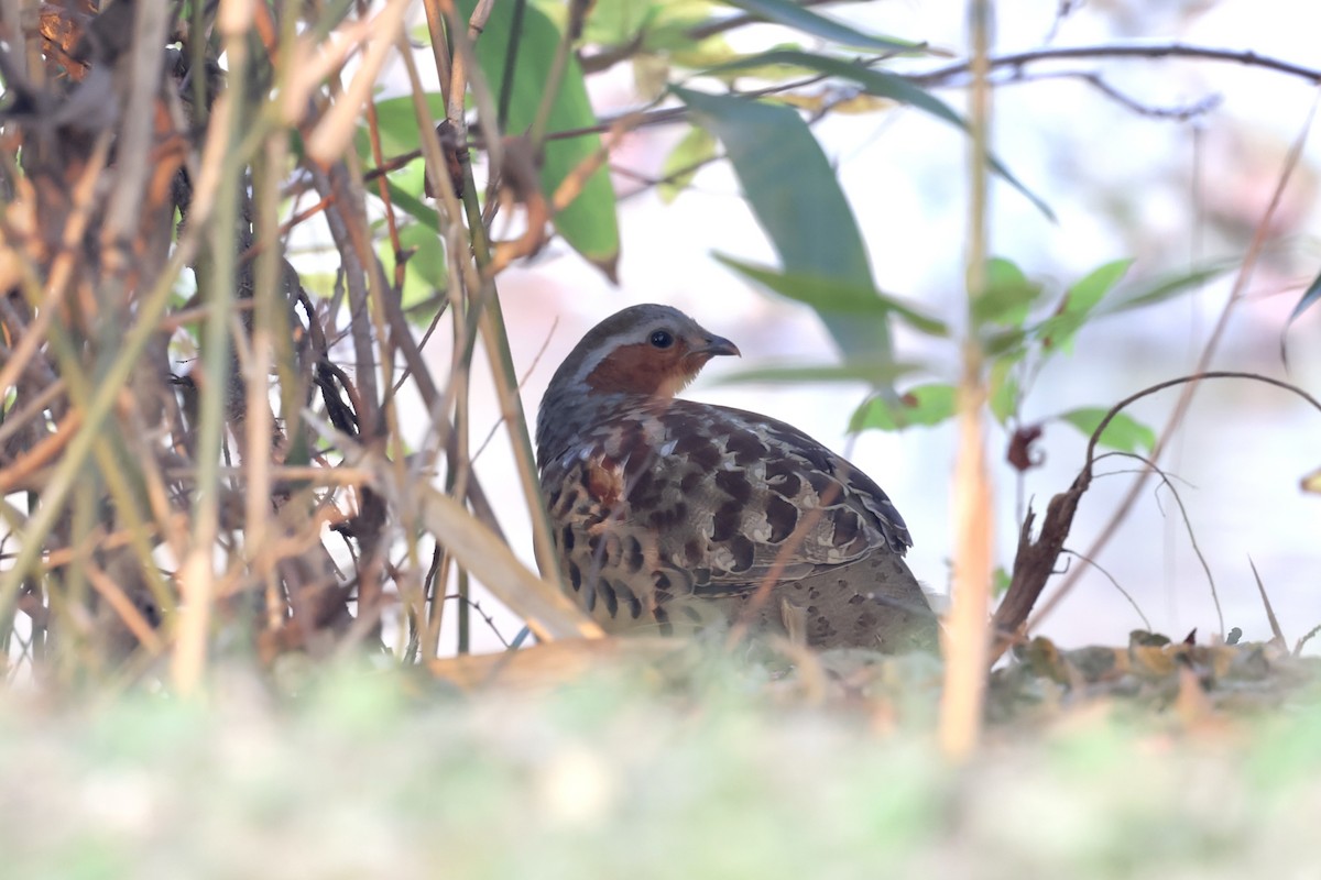 Al Boyunlu Bambu Kekliği - ML646891052