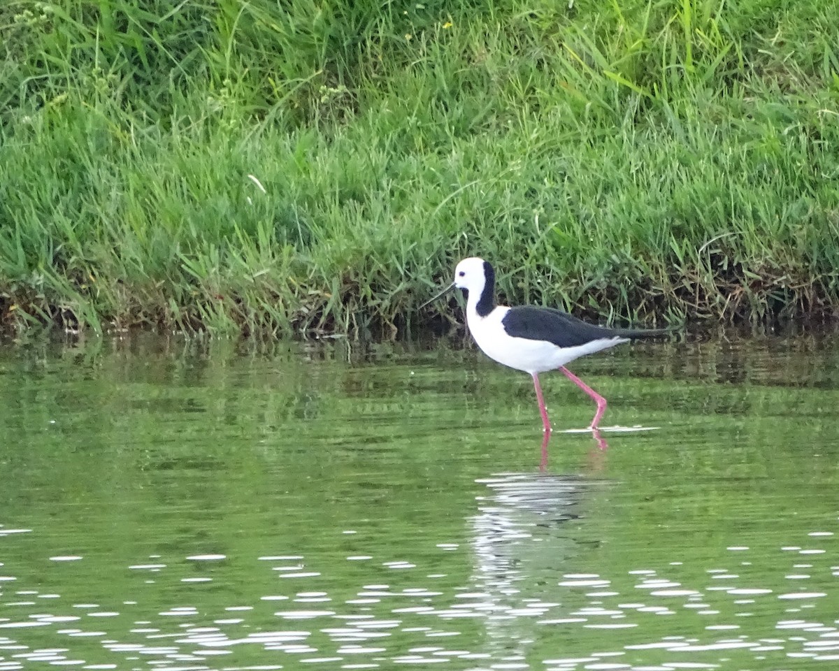 Pied Stilt - ML646891053