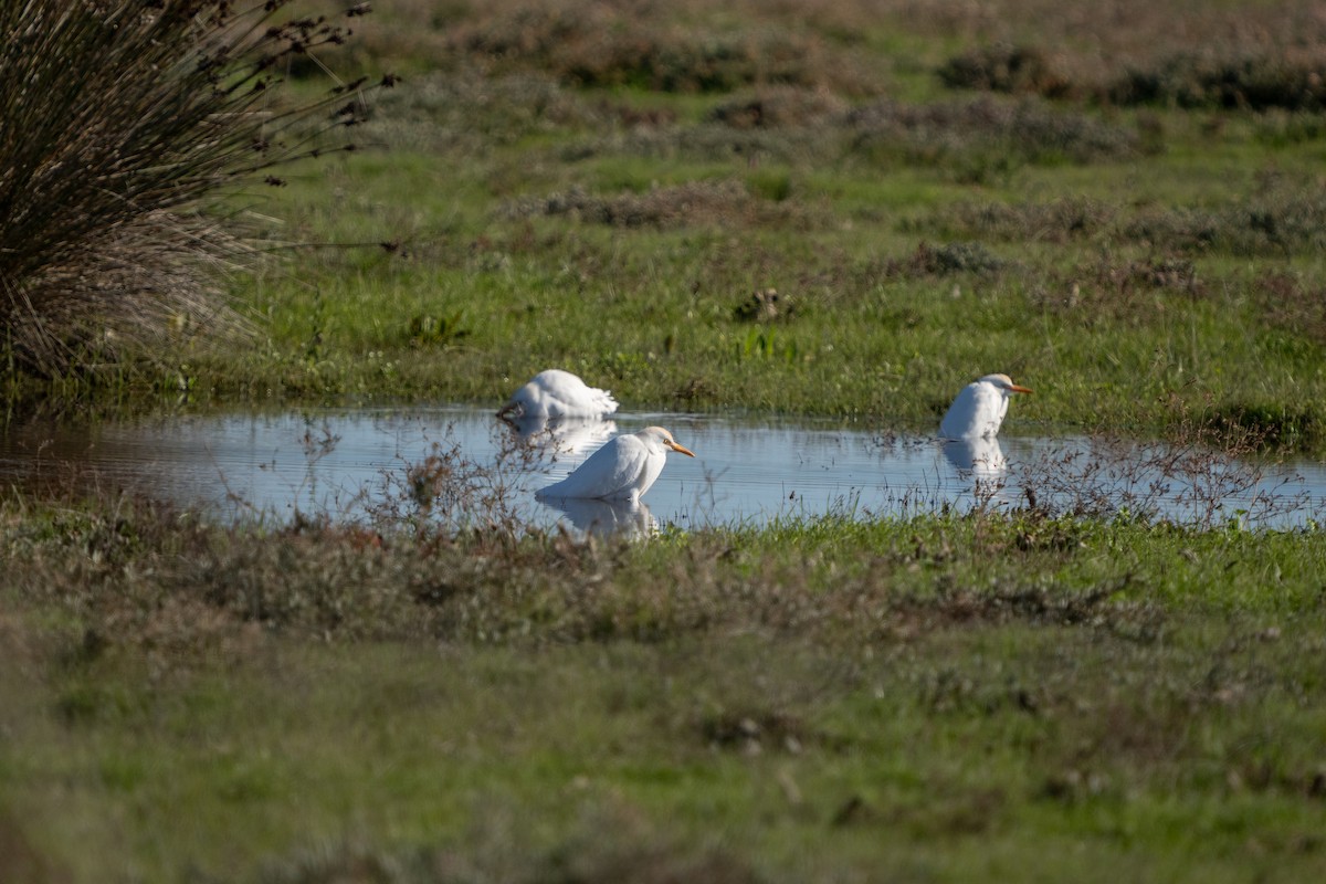 Western Cattle-Egret - ML646891054