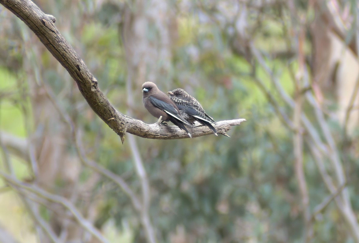 Dusky Woodswallow - ML646891055